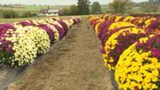 Sècheresse : quarante mille litres d'eau pour sauver ses chrysanthèmes Sècheresse : quarante mille litres d'eau pour sauver ses chrysanthèmes