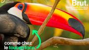 Mais pourquoi le bec des toucans est-il aussi gros ? Mais pourquoi le bec des toucans est-il aussi gros ?