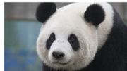 La nouvelle de cette grossesse risque de faire monter encore d'un cran l'intérêt que suscite déjà le panda auprès du public. La nouvelle de cette grossesse risque de faire monter encore d'un cran l'intérêt que suscite déjà le panda auprès du public.