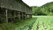 La Route du tabac, mémoire de la Semois. Sur les traces d’un patrimoine exceptionnel, entre Vresse et Bouillon. La Route du tabac, mémoire de la Semois. Sur les traces d’un patrimoine exceptionnel, entre Vresse et Bouillon.
