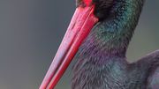 La cigogne noire, une espèce rare mais qui revient de plus en plus chez nous
WWF / Ph. Moës La cigogne noire, une espèce rare mais qui revient de plus en plus chez nous
WWF / Ph. Moës