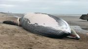 Le rorqual sur la plage Le rorqual sur la plage