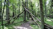 Des arbres morts, présents en nombre au sein de la forêt Des arbres morts, présents en nombre au sein de la forêt