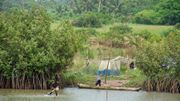 Des mangroves dont il ne reste parfois plus grand chose Des mangroves dont il ne reste parfois plus grand chose