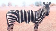 Avez-vous déjà vu les animaux surréalistes de l'artiste Ronald Ong ? Avez-vous déjà vu les animaux surréalistes de l'artiste Ronald Ong ?