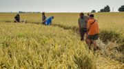 Sans l'investissement d'observateurs bénévoles, du DNF, du Parc naturel, et des agriculteurs, les jeunes busards ne se seraient jamais envolés; Sans l'investissement d'observateurs bénévoles, du DNF, du Parc naturel, et des agriculteurs, les jeunes busards ne se seraient jamais envolés;