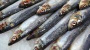 Italie: le mouvement des "sardines" s'attaque à Salvini et l'extrême droite Italie: le mouvement des "sardines" s'attaque à Salvini et l'extrême droite