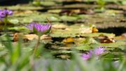 Une pièce d'eau au jardin.. Une pièce d'eau au jardin..