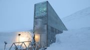Le projet unique de "réserve mondiale de semences" est installé à Svalbard depuis 10 ans, des millions de graines protégées par les glaces ! Le projet unique de "réserve mondiale de semences" est installé à Svalbard depuis 10 ans, des millions de graines protégées par les glaces !