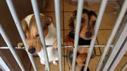à l'Arche de Noé, sur les 120 animaux, la moitié sont des animaux qui avaient été adoptés pendant les fêtes ou abandonnés pendant les vacances. à l'Arche de Noé, sur les 120 animaux, la moitié sont des animaux qui avaient été adoptés pendant les fêtes ou abandonnés pendant les vacances.