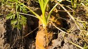 Automne au potager : que faire ? Automne au potager : que faire ?
