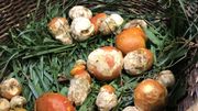 Dinant : L'amanite des césars, le roi du champignon trouvé chez nous Dinant : L'amanite des césars, le roi du champignon trouvé chez nous