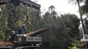 Le sapin a été placé sur une semi-remorque pour être transporté vers Bruxelles. Le sapin a été placé sur une semi-remorque pour être transporté vers Bruxelles.