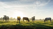 Pour produire plus de lait, il faut plus de vêlages et donc plus de vaches... Pour produire plus de lait, il faut plus de vêlages et donc plus de vaches...