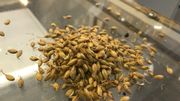 La malterie produit une septantaine de variétés de malt La malterie produit une septantaine de variétés de malt