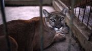 Pumas mexicains : deux naissances au zoo, espoirs pour la sauvegarde de l'espèce Pumas mexicains : deux naissances au zoo, espoirs pour la sauvegarde de l'espèce