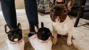 Pour les mamans poules : des pantoufles qui ressemblent comme deux gouttes d'eau à votre animal de compagnie Pour les mamans poules : des pantoufles qui ressemblent comme deux gouttes d'eau à votre animal de compagnie