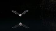 Flying bat reflecting in water at night Flying bat reflecting in water at night