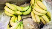 Les bananes que vous achetez en magasin menacées par un champignon : "Elles disparaîtront d'ici 5 à 15 ans " Les bananes que vous achetez en magasin menacées par un champignon : "Elles disparaîtront d'ici 5 à 15 ans "