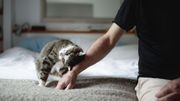 Les chats aiment leurs maîtres comme des parents. Les chats aiment leurs maîtres comme des parents.
