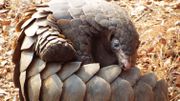 Le pangolin, l'animal qui tient sa vengeance sur les humains Le pangolin, l'animal qui tient sa vengeance sur les humains