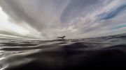 'La réponse de la baleine à bosse' ou quand la baleine à bosse chante avec les humains 'La réponse de la baleine à bosse' ou quand la baleine à bosse chante avec les humains
