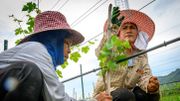 Le vin se fait une place sous le soleil de Thaïlande Le vin se fait une place sous le soleil de Thaïlande