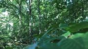 Les forêts couvrent un tiers du territoire wallon. Elles sont composées à 40% de résineux et le reste par des arbres feuillus dont les plus nombreux sont le chêne (principalement) et le hêtre. Les forêts couvrent un tiers du territoire wallon. Elles sont composées à 40% de résineux et le reste par des arbres feuillus dont les plus nombreux sont le chêne (principalement) et le hêtre.