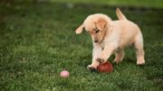 Le golden retriever, l'ami de la famille. Le golden retriever, l'ami de la famille.