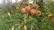 Le domaine de la Pommeraie (fruits écologiques) Le domaine de la Pommeraie (fruits écologiques)