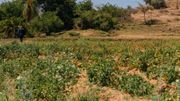 Abrha We Atsbha n'attend pas le retour de la pluie pour cultiver. Les systèmes de conservation d'eau et d'irrigation donnent vie aux champs. Abrha We Atsbha n'attend pas le retour de la pluie pour cultiver. Les systèmes de conservation d'eau et d'irrigation donnent vie aux champs.