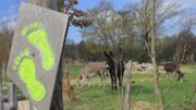 Les marcheurs peuvent y prendre le temps qu’ils veulent et suivent, pieds nus, un chemin au beau milieu des animaux de la ferme Les marcheurs peuvent y prendre le temps qu’ils veulent et suivent, pieds nus, un chemin au beau milieu des animaux de la ferme