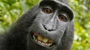 Un macaque qui se prend en selfie ne peut pas prétendre à des droits d'auteur Un macaque qui se prend en selfie ne peut pas prétendre à des droits d'auteur