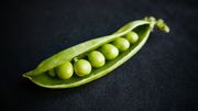 Que faire de vos fanes de légumes ? Que faire de vos fanes de légumes ?