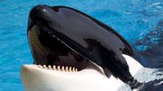 Thomas Cook va supprimer de son catalogue les attractions impliquant des orques en captivité Thomas Cook va supprimer de son catalogue les attractions impliquant des orques en captivité