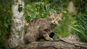 Pourquoi les chats ont-ils l'air hautain ? Pourquoi les chats ont-ils l'air hautain ?