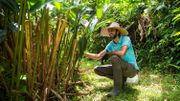 En Martinique, les plantes médicinales se modernisent pour soigner les maux En Martinique, les plantes médicinales se modernisent pour soigner les maux