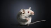 La quarantaine, une pratique courante chez les animaux. La quarantaine, une pratique courante chez les animaux.