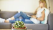 Prendre soin de ses plantes d'intérieur Prendre soin de ses plantes d'intérieur