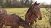 Du côté des chevaux, des infractions sont également constatées. Du côté des chevaux, des infractions sont également constatées.