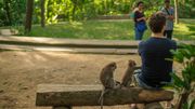 Macaque et touriste, bonner entente ? Macaque et touriste, bonner entente ?