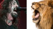 [Zapping 21] Foo Fighters versus Le Roi lion