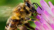 Plan Bee - Nature et Progres Plan Bee - Nature et Progres