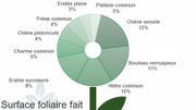 769 000 arbres recensés à Liège: une étude de l'Uliège sur les bienfaits du parc arboré 769 000 arbres recensés à Liège: une étude de l'Uliège sur les bienfaits du parc arboré