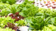 Créer un carré potager, c'est cultiver le plaisir et une alimentation saine à portée de main ! Créer un carré potager, c'est cultiver le plaisir et une alimentation saine à portée de main !