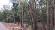 Des arbres d'un bois à Woluwe-Saint-Lambert élagués jusqu'au tronc: que s'est-il passé? Des arbres d'un bois à Woluwe-Saint-Lambert élagués jusqu'au tronc: que s'est-il passé?