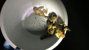 Les bénévoles mettent les crapauds et grenouilles dans un seau pour les faire traverser la route dangereuse et les rapprocher de la mare. Les bénévoles mettent les crapauds et grenouilles dans un seau pour les faire traverser la route dangereuse et les rapprocher de la mare.
