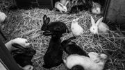 l'élevage de lapins l'élevage de lapins