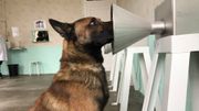 Après les chiens pisteurs, les chiens dépisteurs ! Après les chiens pisteurs, les chiens dépisteurs !