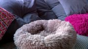 Un coussin protecteur pour chat, efficace ? Un coussin protecteur pour chat, efficace ?